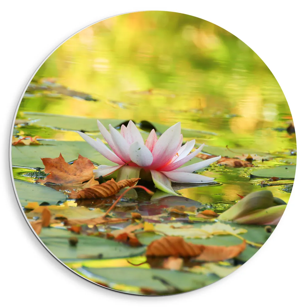 Dibond Muurcirkel - Waterlelie Dobberend op Water vol Planten