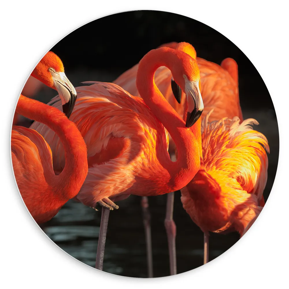 Dibond Muurcirkel - Kudde Roze Flamingo's bij Elkaar in het Water