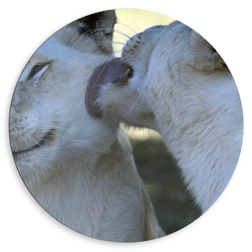 Dibond Muurcirkel - Liefdevol Duo Witte Leeuwen