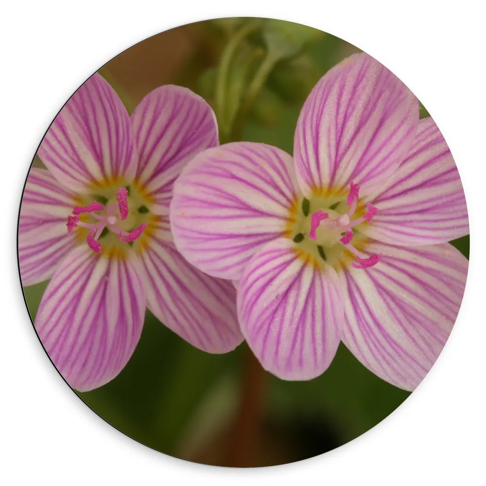 Dibond Muurcirkel - Witte Virginia Spring Beauty Bloemen met Paarse Lijnen Patroon op Blad
