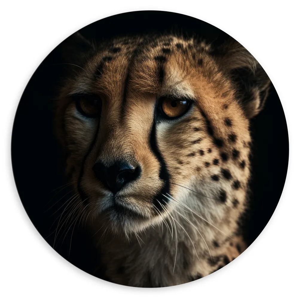 Dibond Muurcirkel - Cheetah close up met zwarte achtergrond
