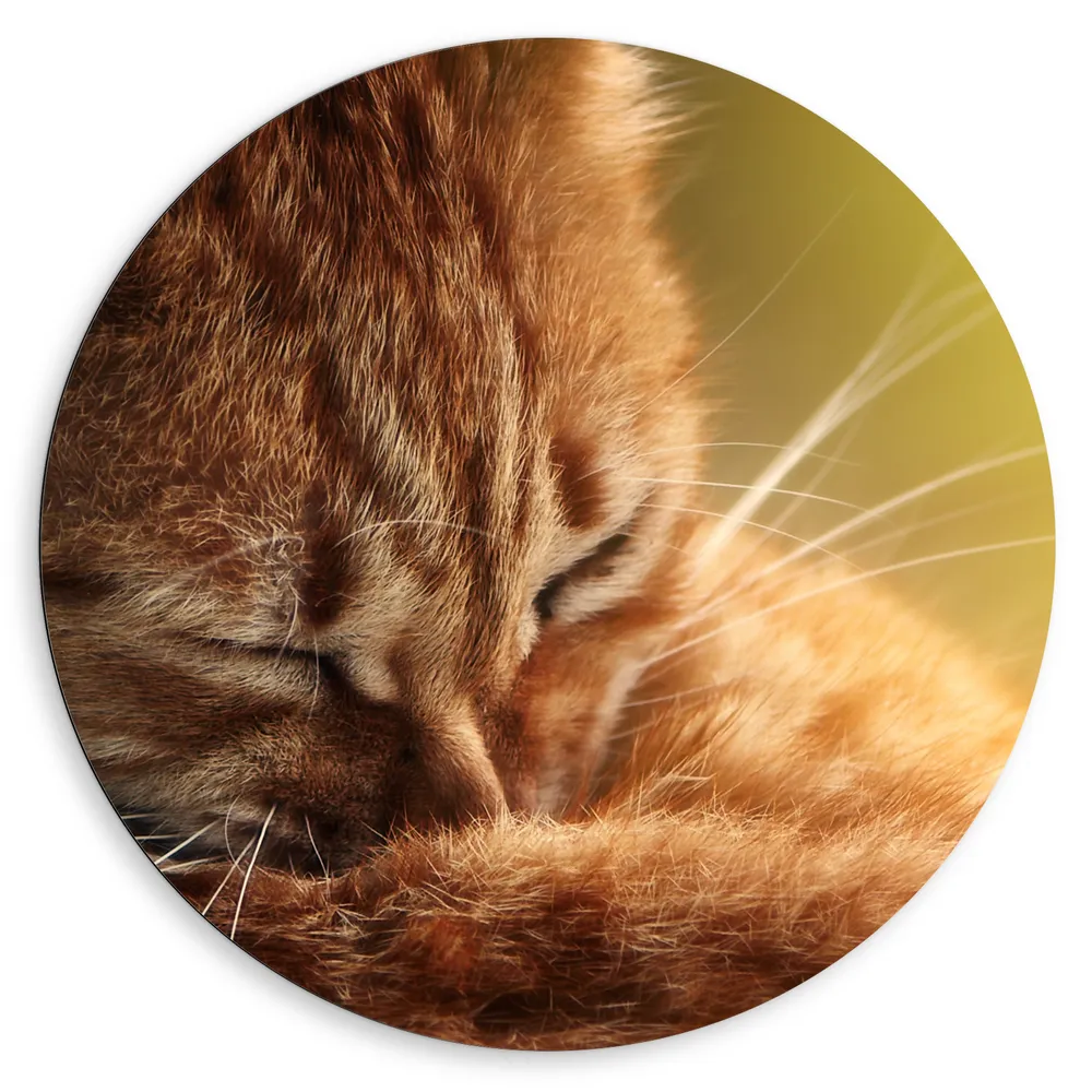 Dibond Muurcirkel - Vermoeide Oranjekleurige Kat