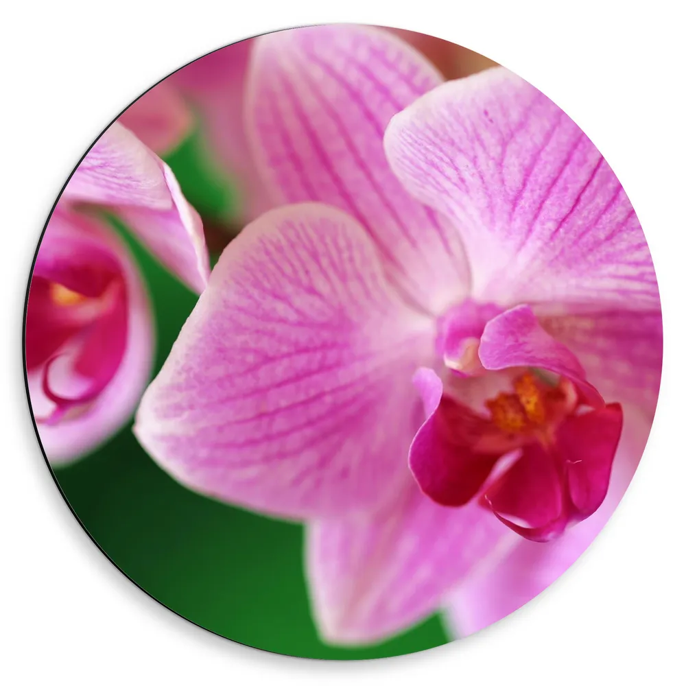 Dibond Muurcirkel - Roze Orchideeën Bloemen met Donker Roze Lijnen Patroon op Blad
