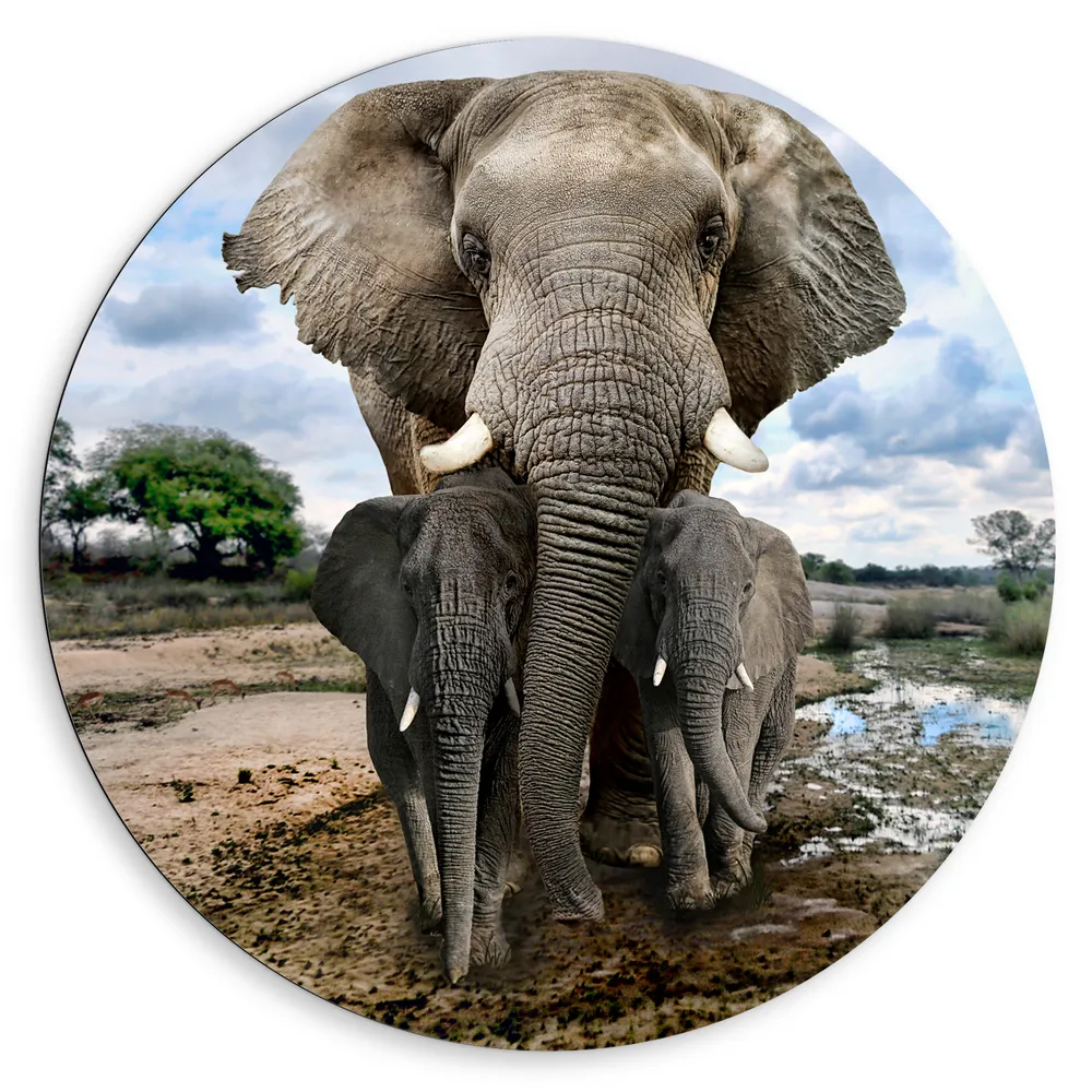 Dibond Muurcirkel - Aankijkende Olifant met Jongen in Moerassig Landschap