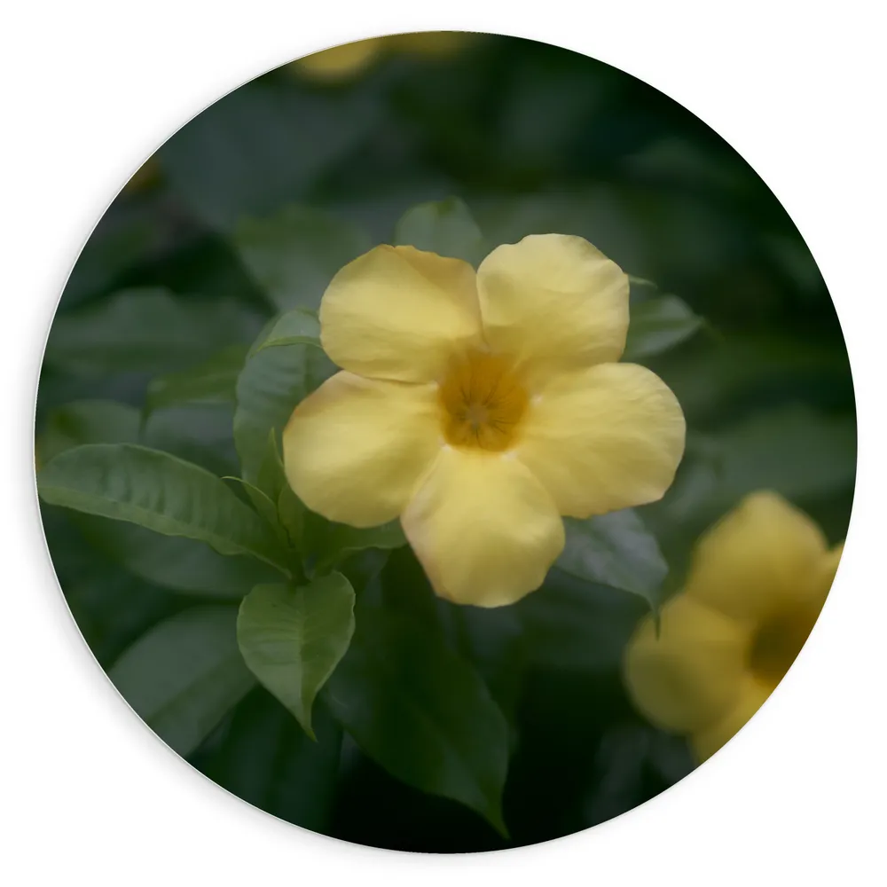 Dibond Muurcirkel - Gele Alamanda Bloemen tussen Groene Bladeren
