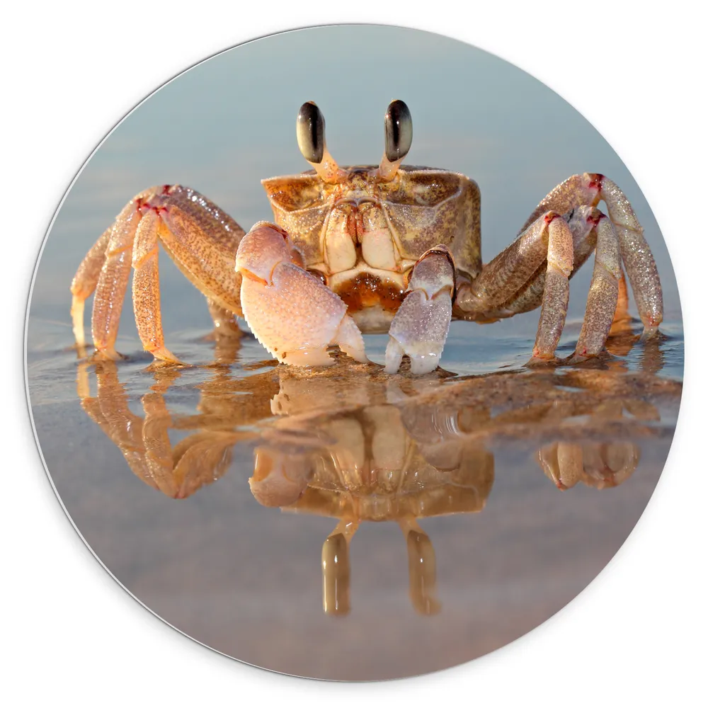 Dibond Muurcirkel - Zandcrab op het strand staat in de zee