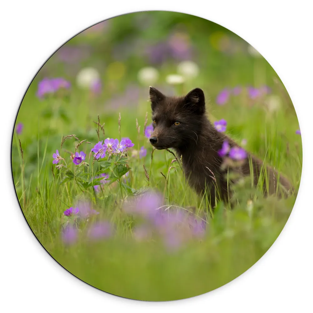 Dibond Muurcirkel - Zwartgekleurde Vos in het Hoge Grasveld vol met Paarse Bloemen
