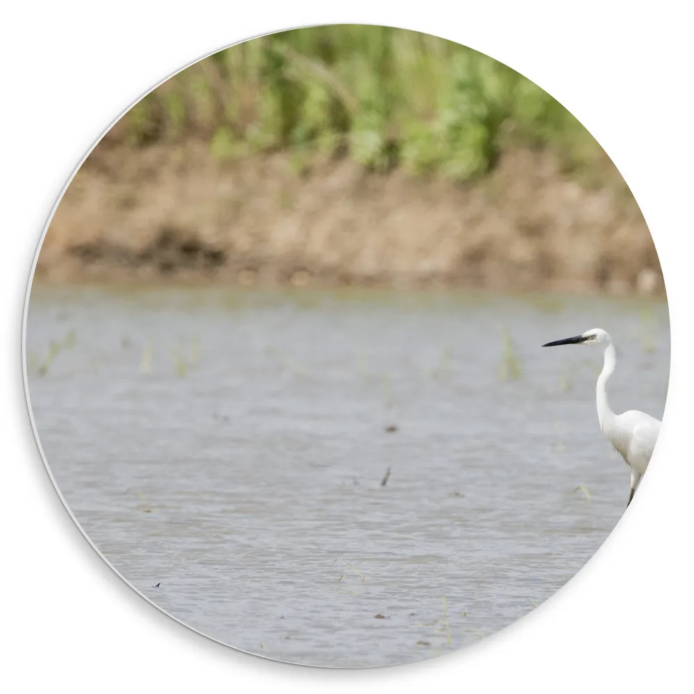 Dibond Muurcirkel - Witte Reiger met Lange poten lopend door Ondiep Water