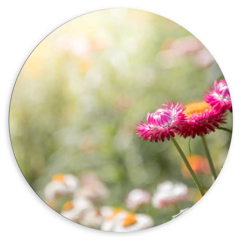Dibond Muurcirkel - Roze Strobloemen in Hoog Gras met Witte Bloemen op Achtergrond