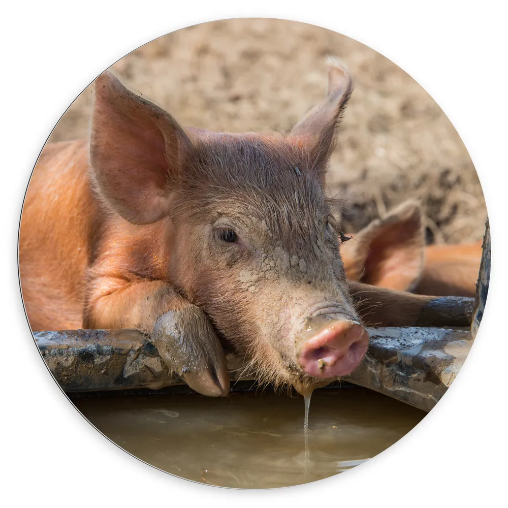 Dibond Muurcirkel - Roze Biggetje Drinkend uit Waterbak
