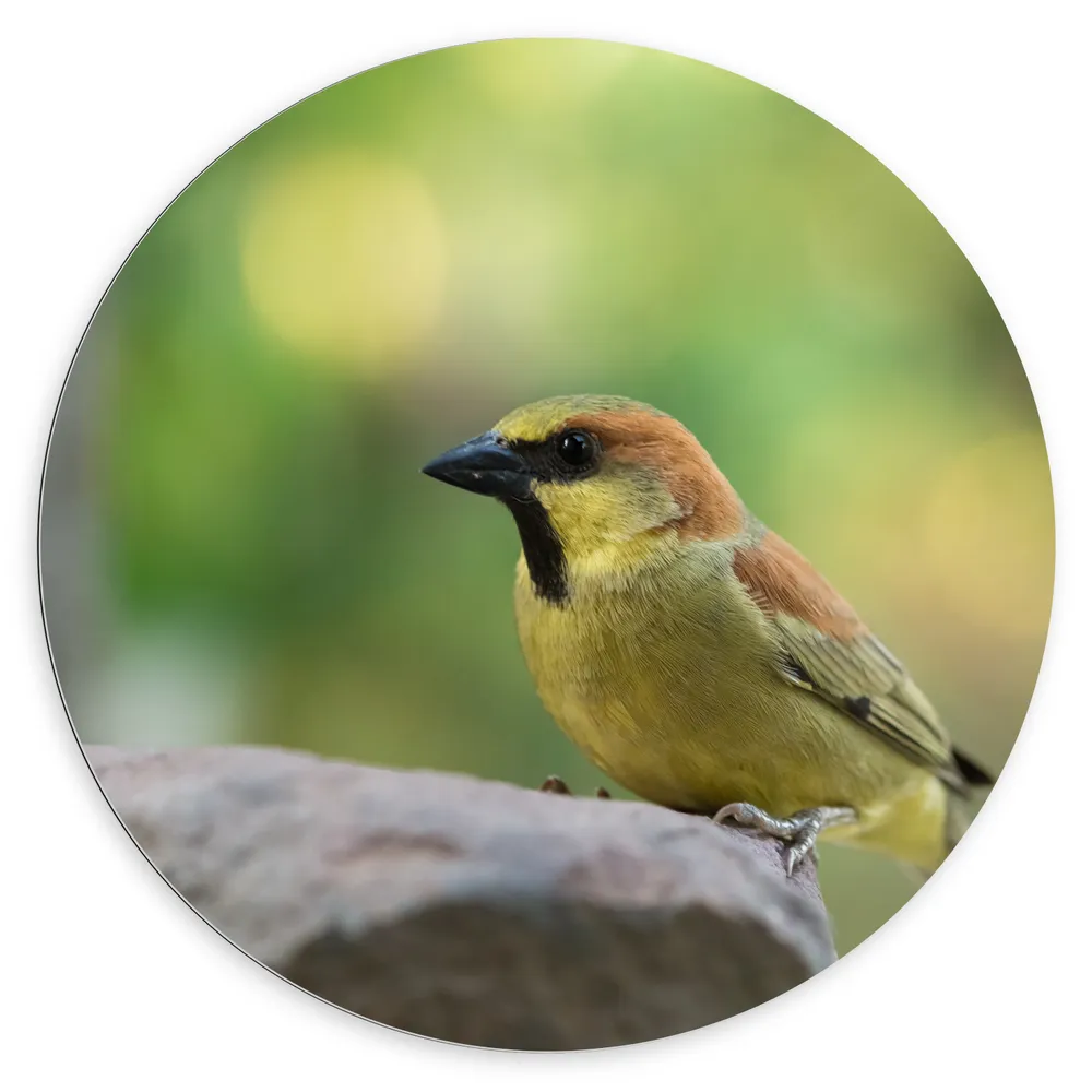 Dibond Muurcirkel - Geelbuikmus Vogel Zittend op Grote Kei