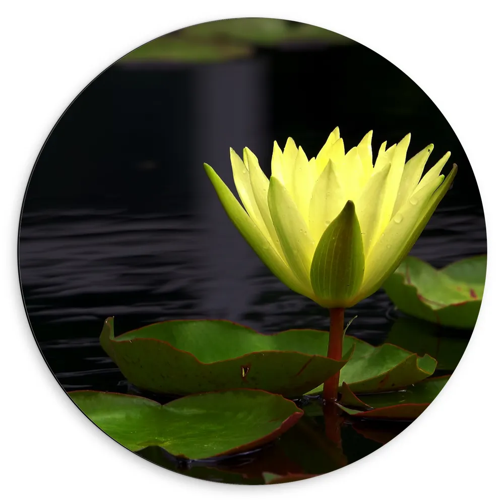 Dibond Muurcirkel - Gele Lotus Bloem op Leliebladeren en Water