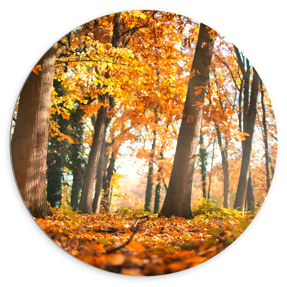 Dibond Muurcirkel - Bos in de Herfst vanaf Kikkerperspectief