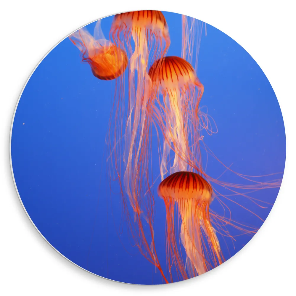 Dibond Muurcirkel - Groepje Oranje Kwallen Zwemmend in Blauwe Oceaan