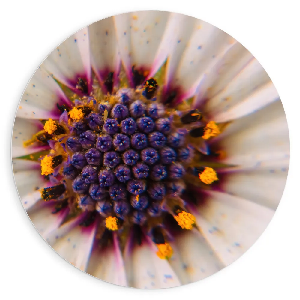 Dibond Muurcirkel - Close-up van Paarse Stamper van Witte Bloem