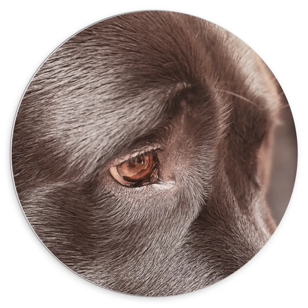Dibond Muurcirkel - Close-up van Oog van Labrador