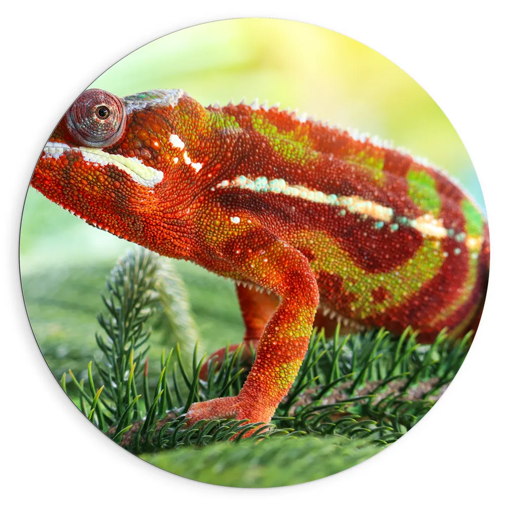 Dibond Muurcirkel - Rood met Groene Kameleon lopend over Groene Planten