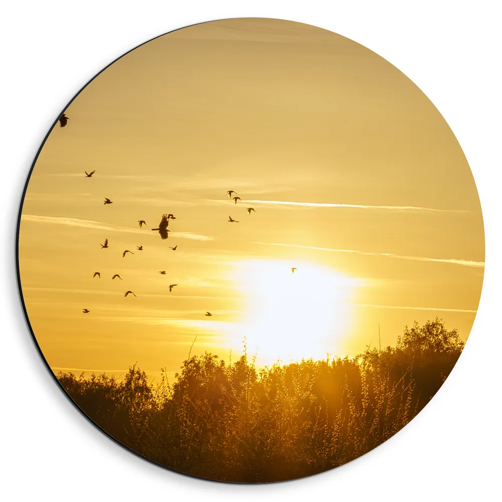 Dibond Muurcirkel - Zwerm Vogels Vliegend boven de Bomen tijdens de Mooie Zonsondergang