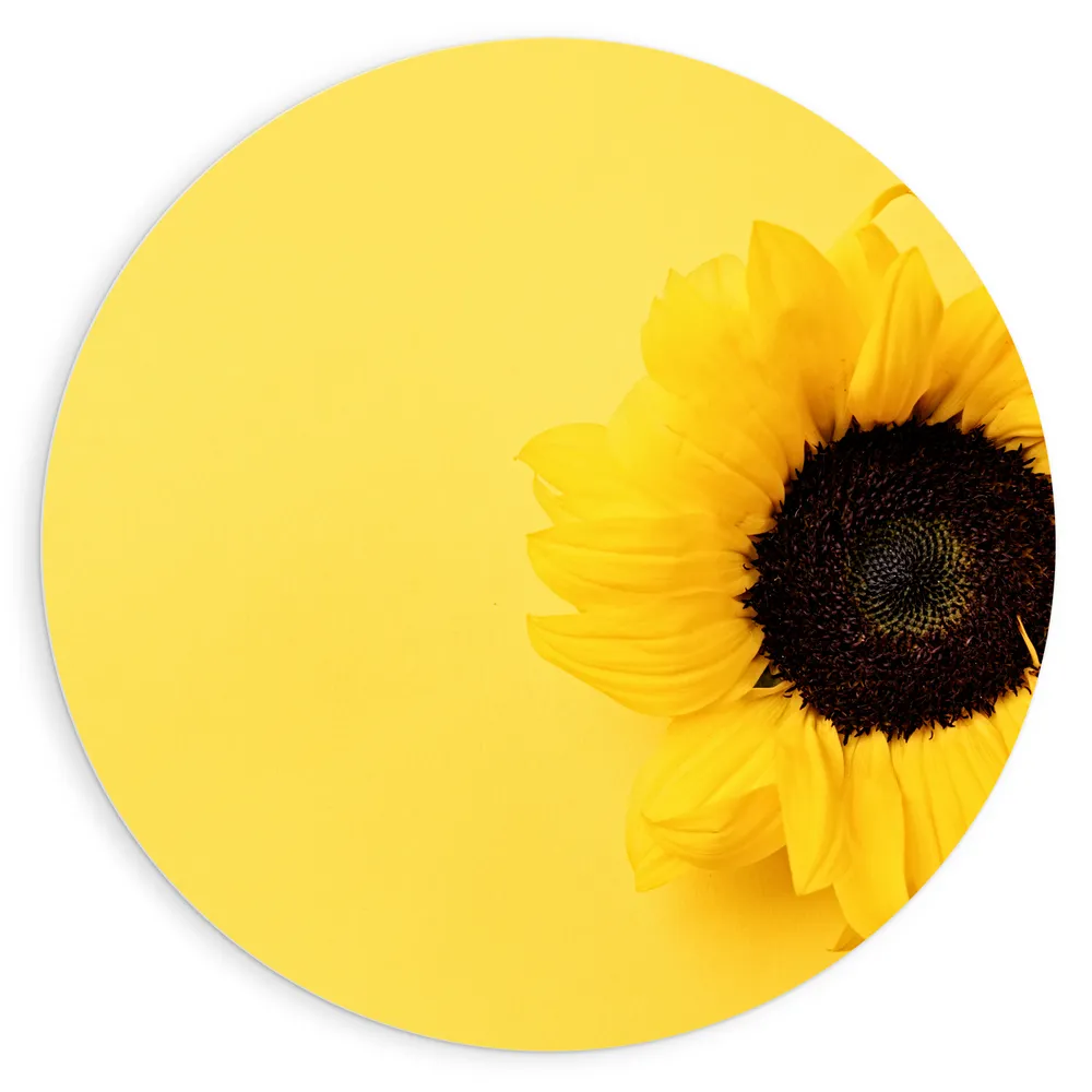 Dibond Muurcirkel - Gele Bloeiende Zonnebloem tegen Gele Achtergrond