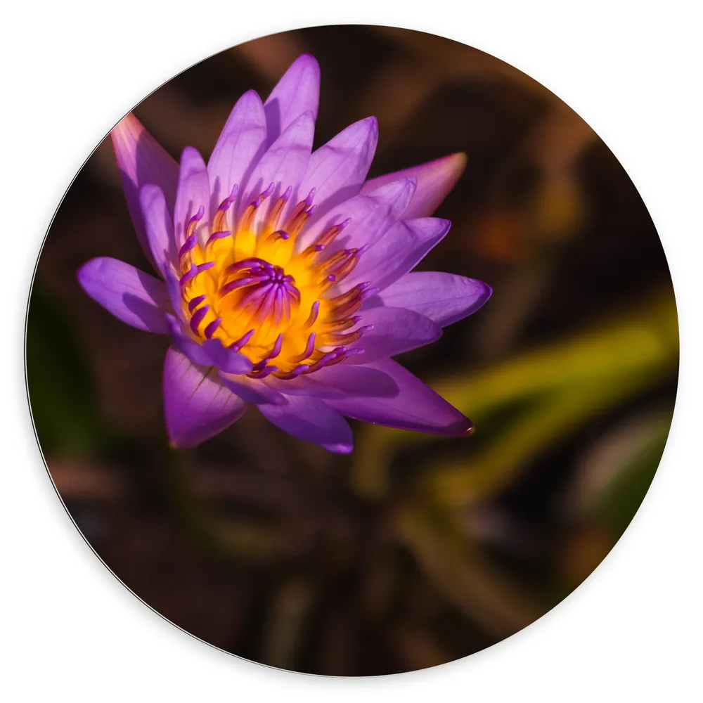 Dibond Muurcirkel - Paarse Lotus Bloem met Oranje Midden