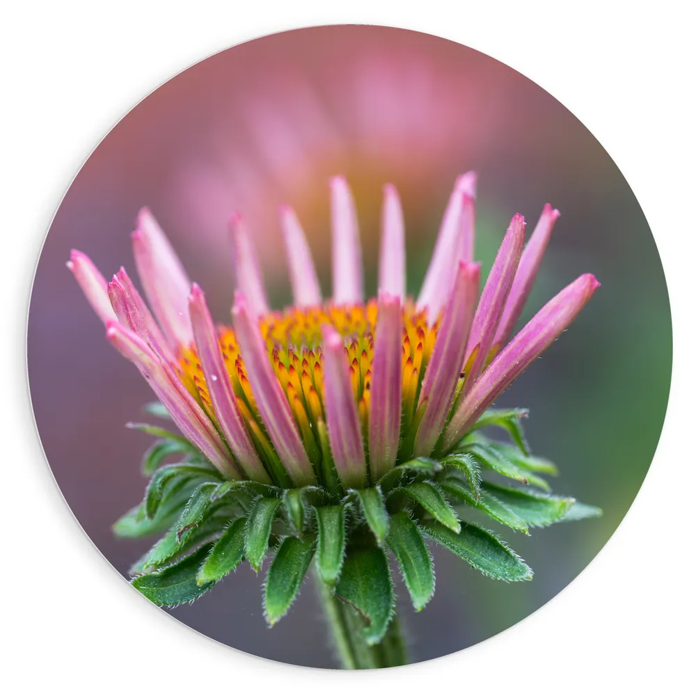 Dibond Muurcirkel - Zonnehoek bloem roze gekleurd met bladeren omhoog