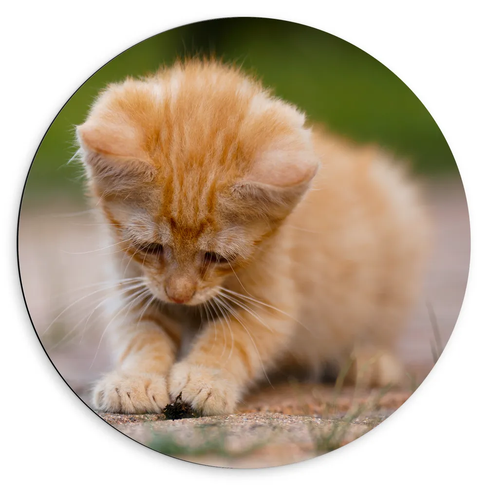Dibond Muurcirkel - Kitten Spelend met Insect op Stenen Pad