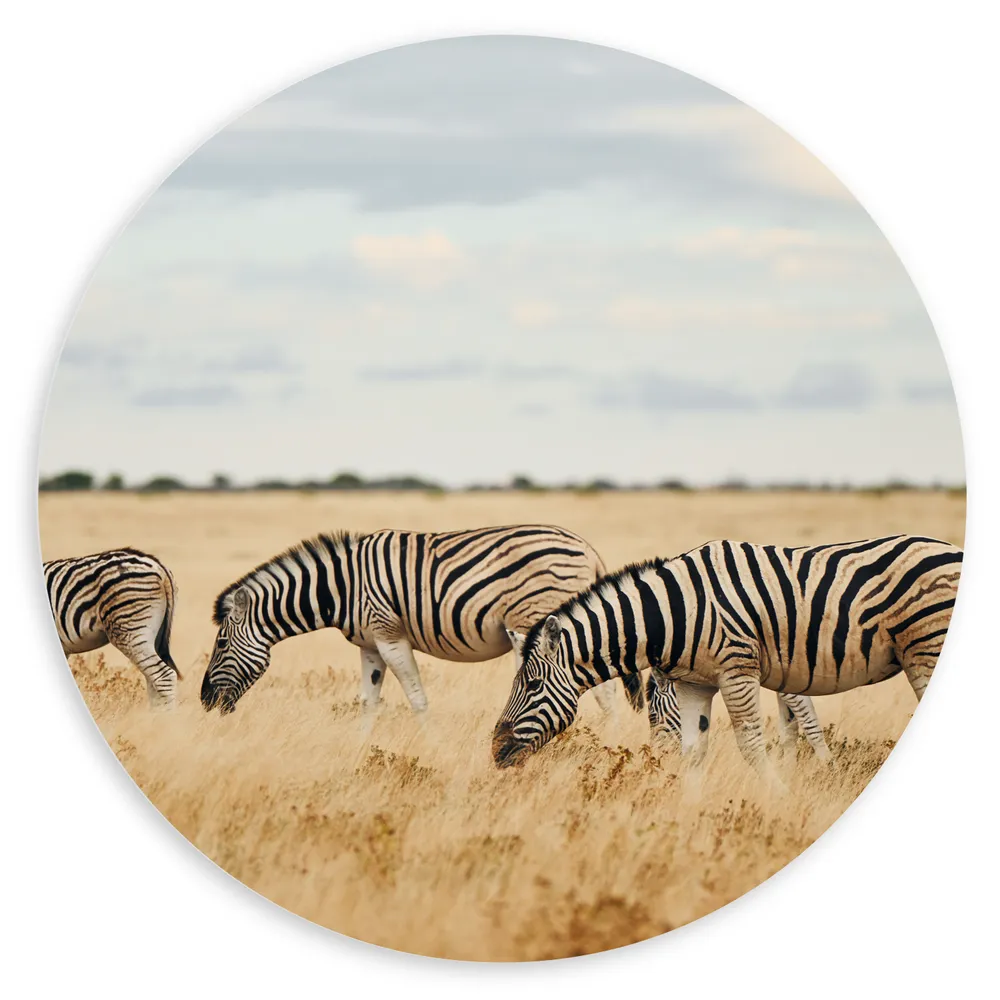 Dibond Muurcirkel - Trio van Grazende Zebra's in Droog Afrikaans Landschap