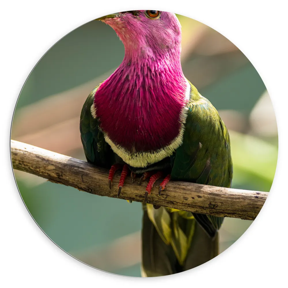 Dibond Muurcirkel - Fluitende Roze met Groene Roodhalsjuffer Duif