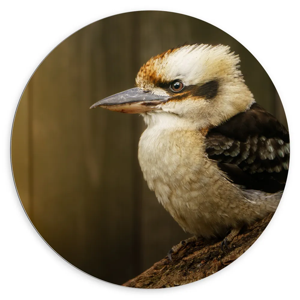 Dibond Muurcirkel - Zijaanzicht van Lachende Kookaburra Vogel op Boomstronk