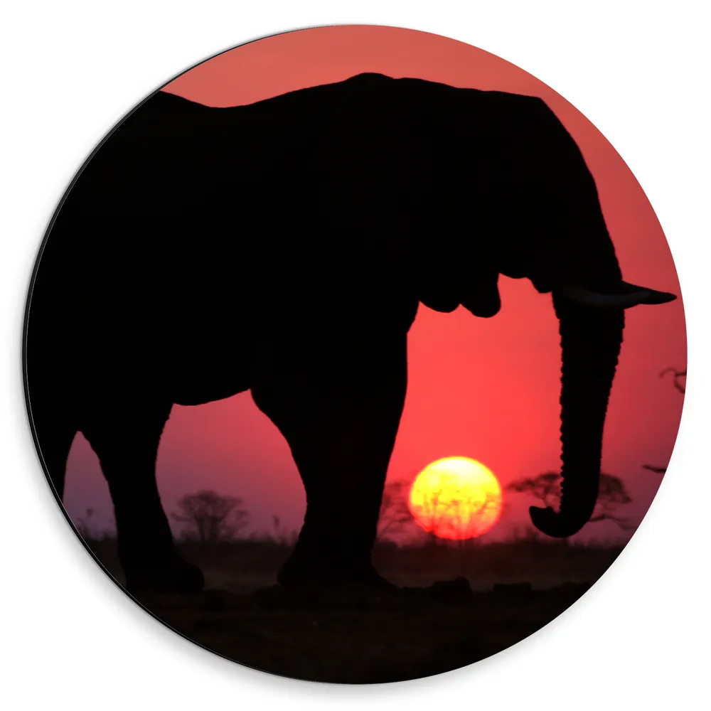 Dibond Muurcirkel - Verdwijnende Zon achter Silhouet van Grote Olifant