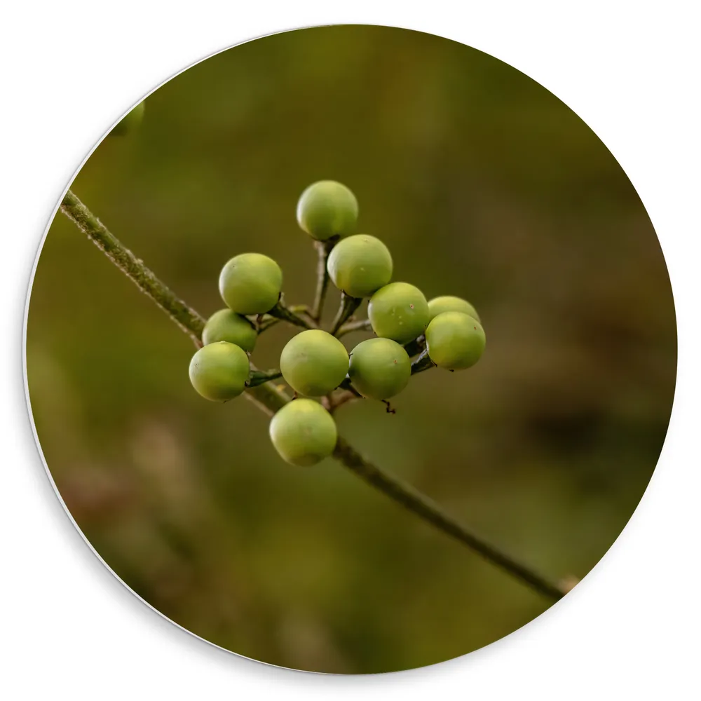 Dibond Muurcirkel - Kleine Ronde Jurubeba Plantjes aan Takjes