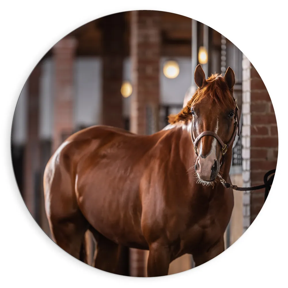Dibond Muurcirkel - Dier - Paard - Bruin - Stal