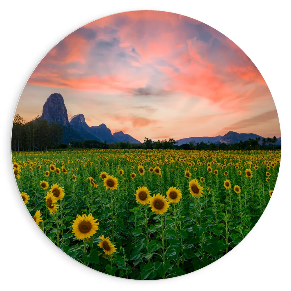 Dibond Muurcirkel - Zonnebloemenveld aan de Rand van Bergen bij Zonsondergang