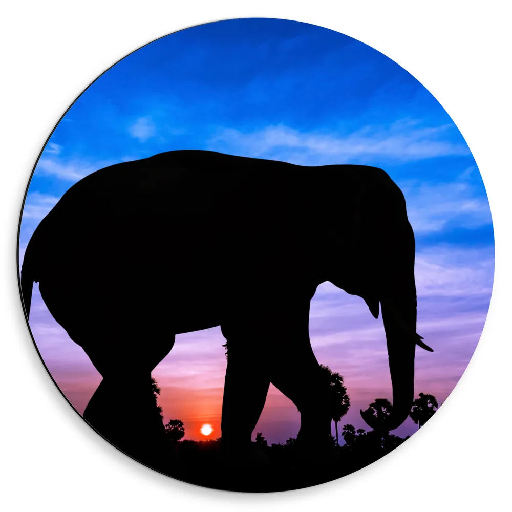 Dibond Muurcirkel - Silhouet van Volwassen Olifant bij Rij Bomen