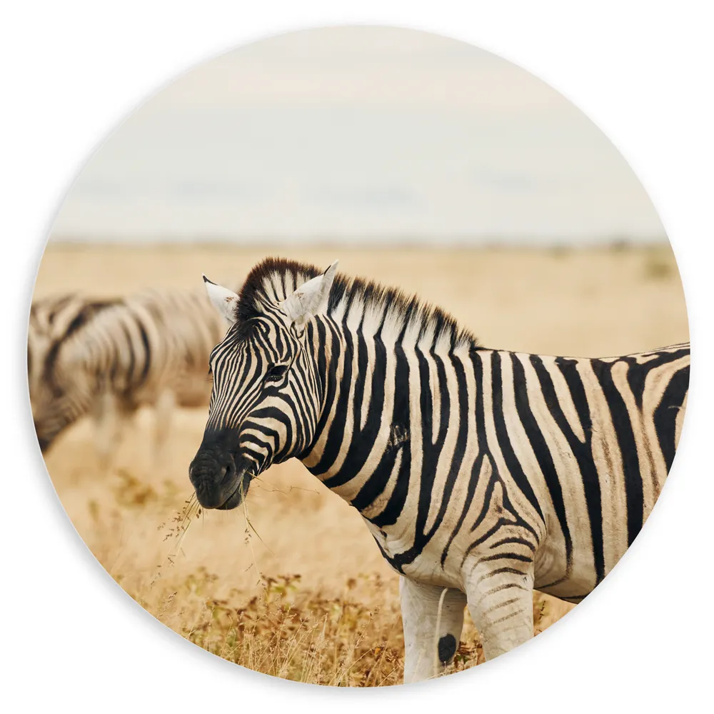 Dibond Muurcirkel - Groep zebras in de savanne