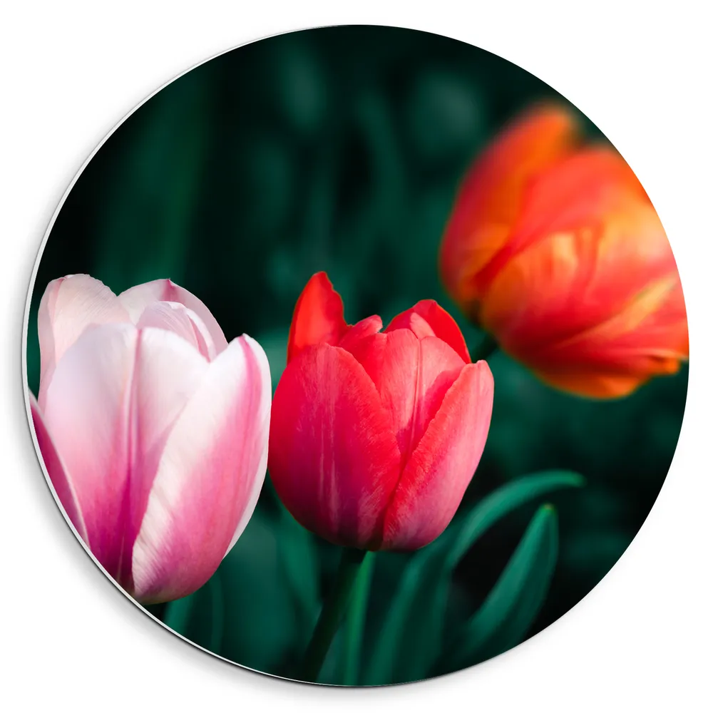 Dibond Muurcirkel - Roze, Rode en Oranje Tulp