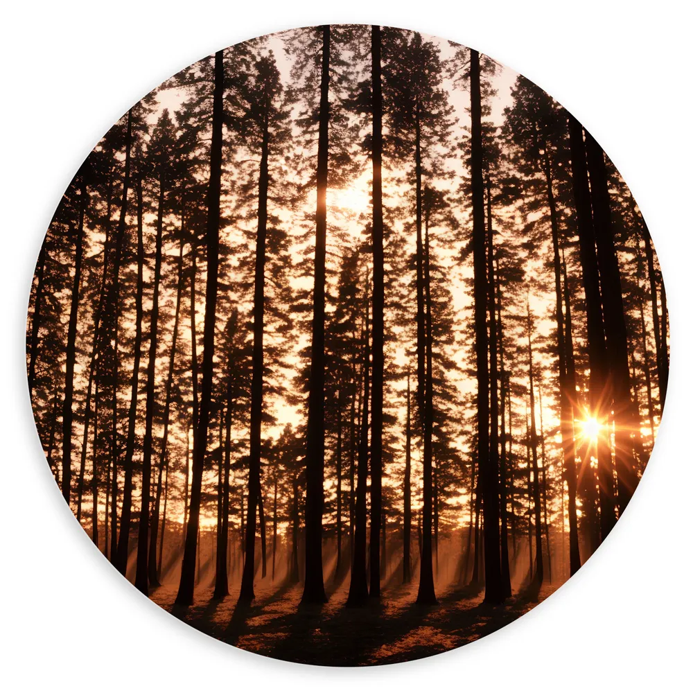 Dibond Muurcirkel - Felle Zonnestralen van Zonsondergang door Silhouetten van Smalle Bomen
