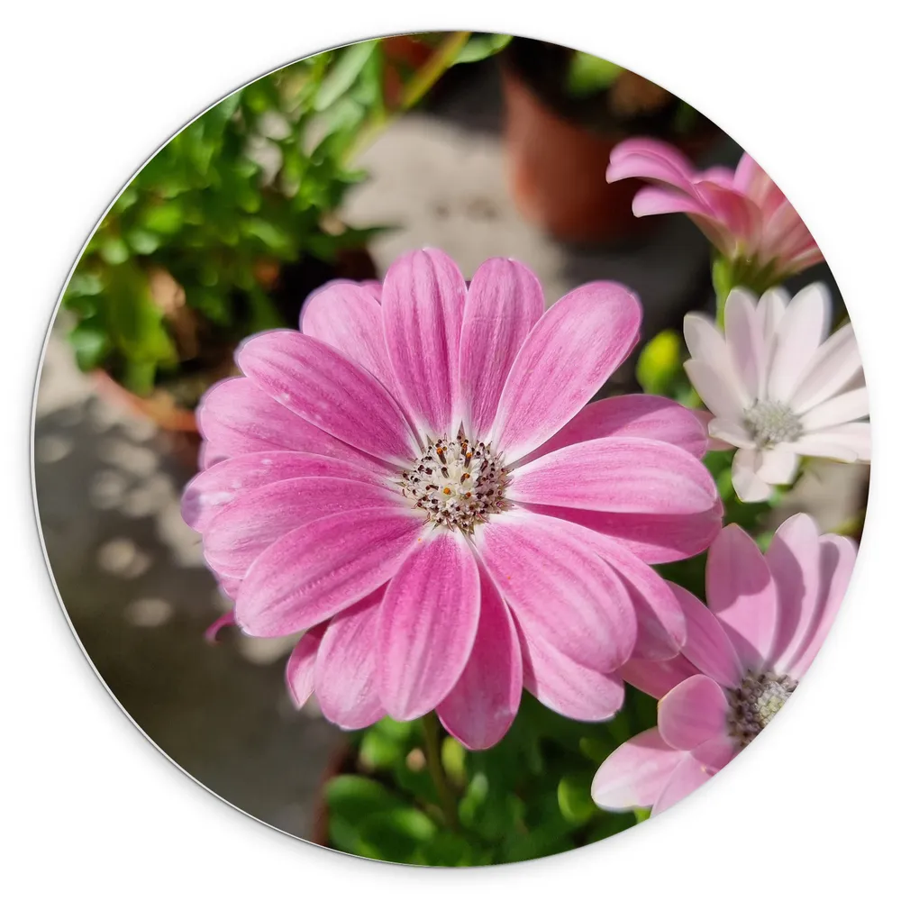Dibond Muurcirkel - Bloem margriet roze met witte binnenkant en lichtere bloem op achtergornd