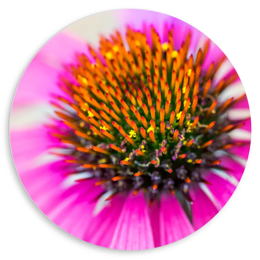Dibond Muurcirkel - Close-up van Binnenkant Roze Zonnehoed Bloem