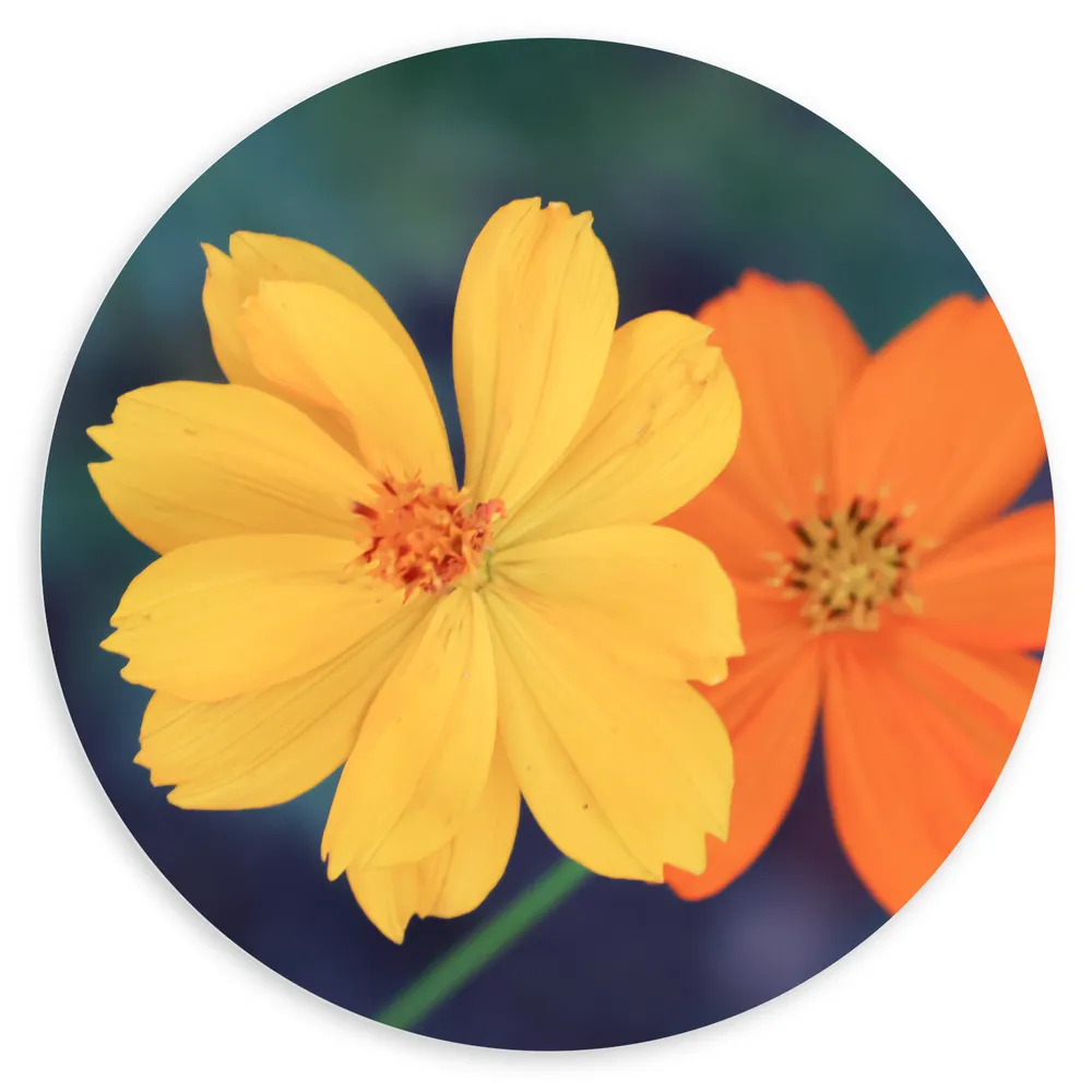 Dibond Muurcirkel - Fel Oranje en Gele Cosmos Bloemen voor Donker Groene Achtergrond