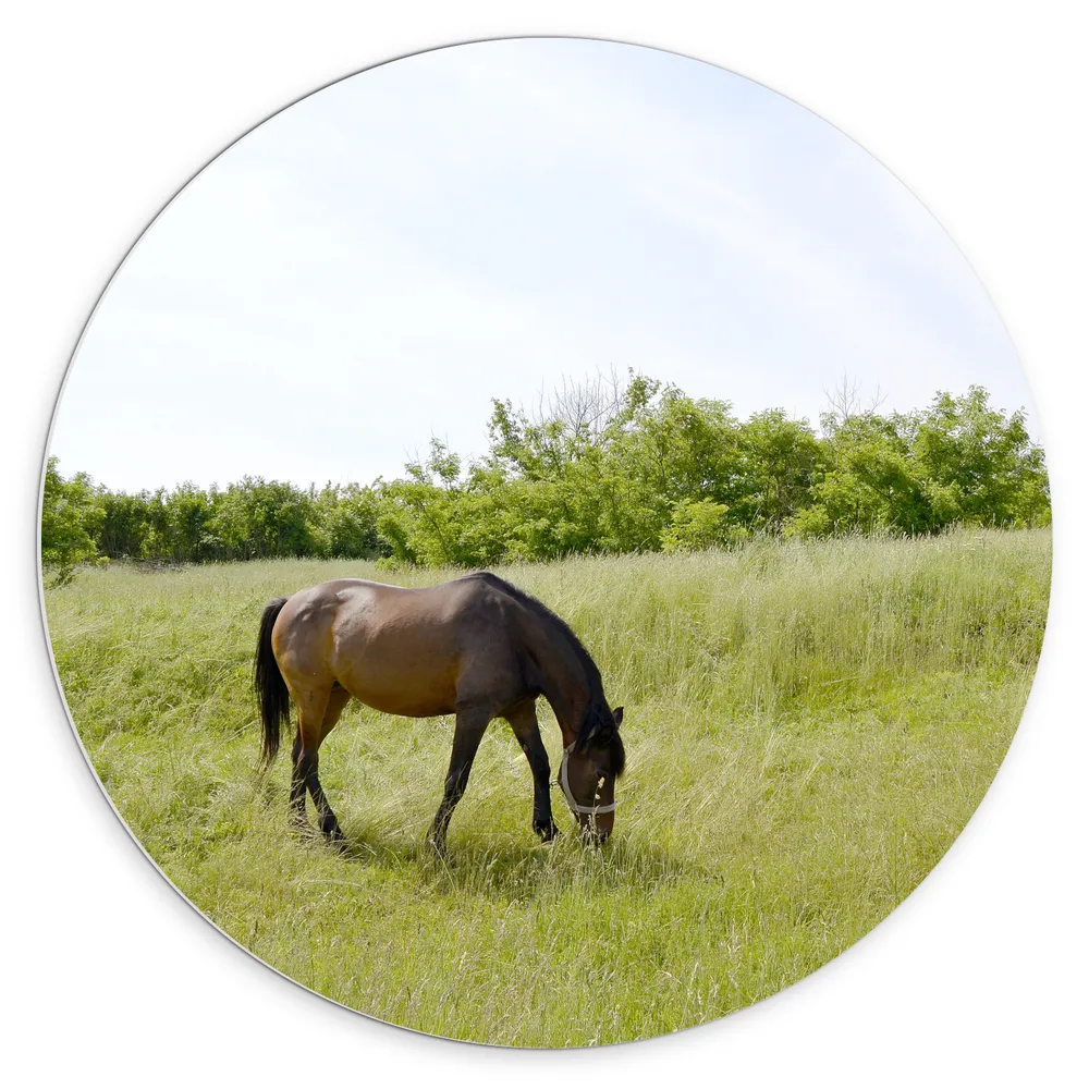 Dibond Muurcirkel - Wild Bruin Paard in de Wei
