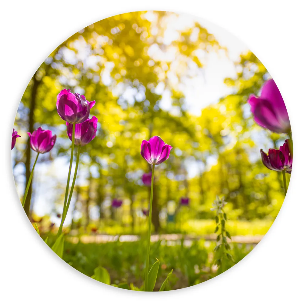 Dibond Muurcirkel - Tulpen bij Elkaar in een Bos