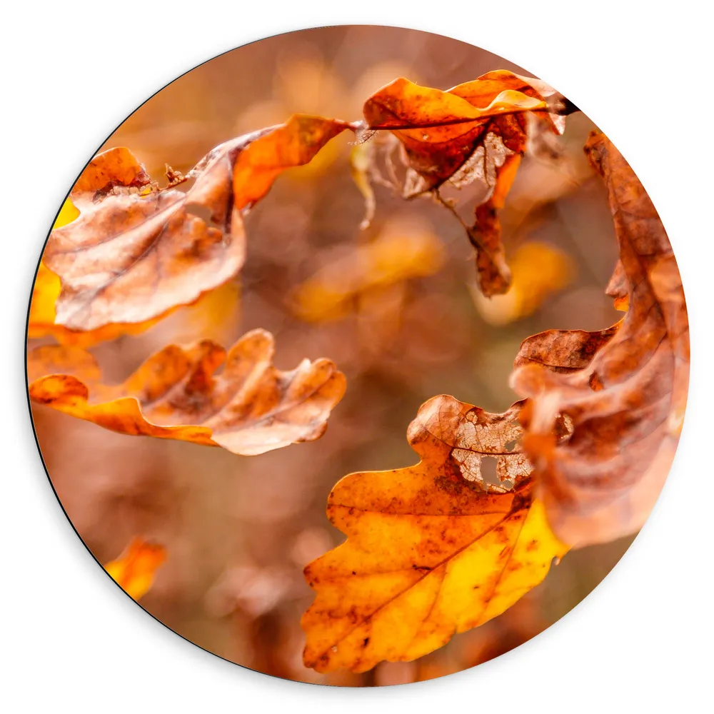 Dibond Muurcirkel - Close-up van Herfstbladeren aan Tak in Bos