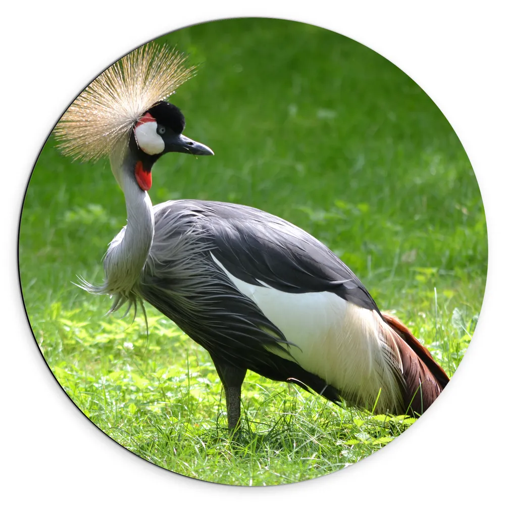 Dibond Muurcirkel - Kraanvogel met Mooie Kuif in het Grasveld