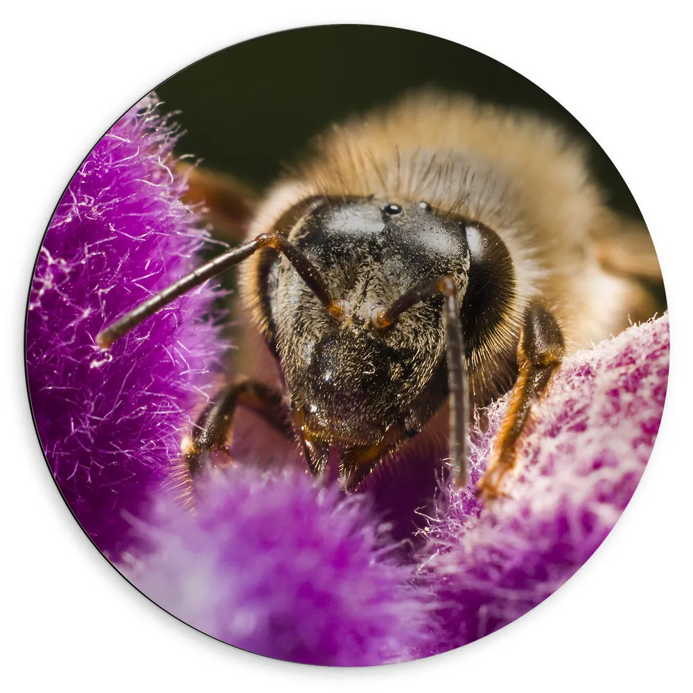 Dibond Muurcirkel - Honingbij tussen Paarse Pluizige Bloemen