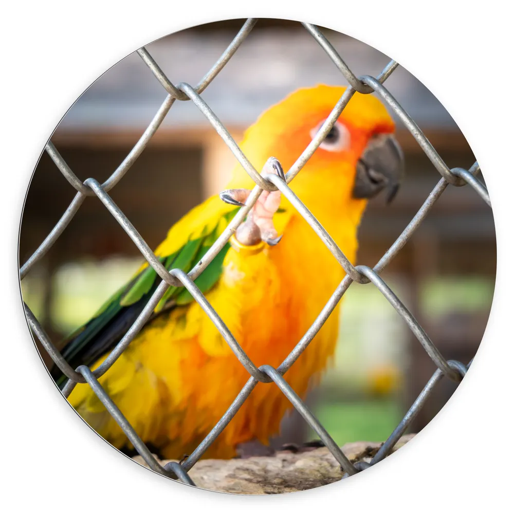 Dibond Muurcirkel - Felgekleurde Zonparkiet Vogel achter Geruit Hek
