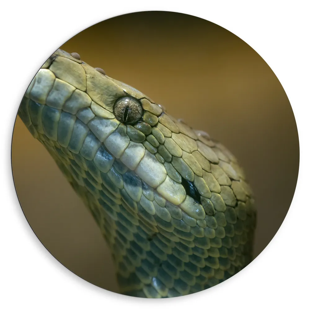 Dibond Muurcirkel - Opkijkende Jamaican Boa Slang in Groene Kleur