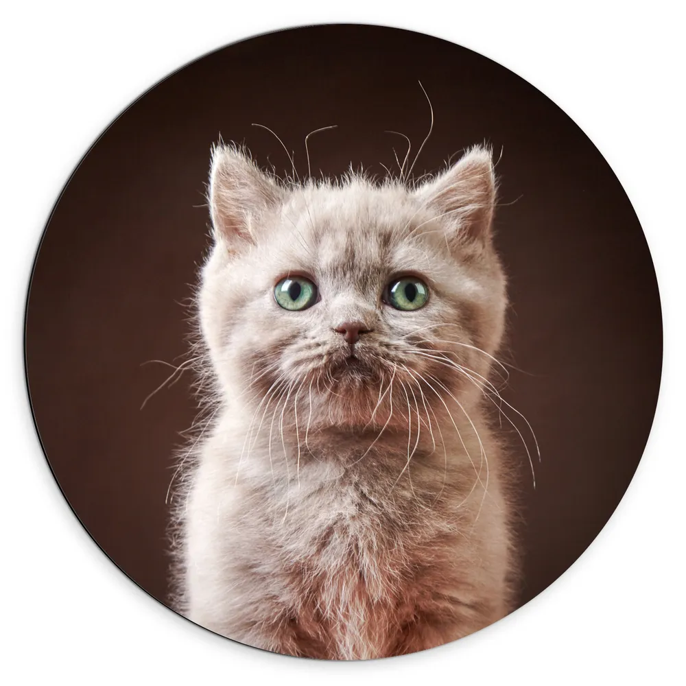 Dibond Muurcirkel - Portret Britse Langhaar Kitten
