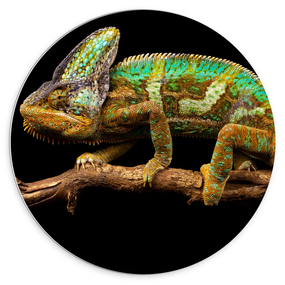 Dibond Muurcirkel - Bruin groene kameleon staat op tak