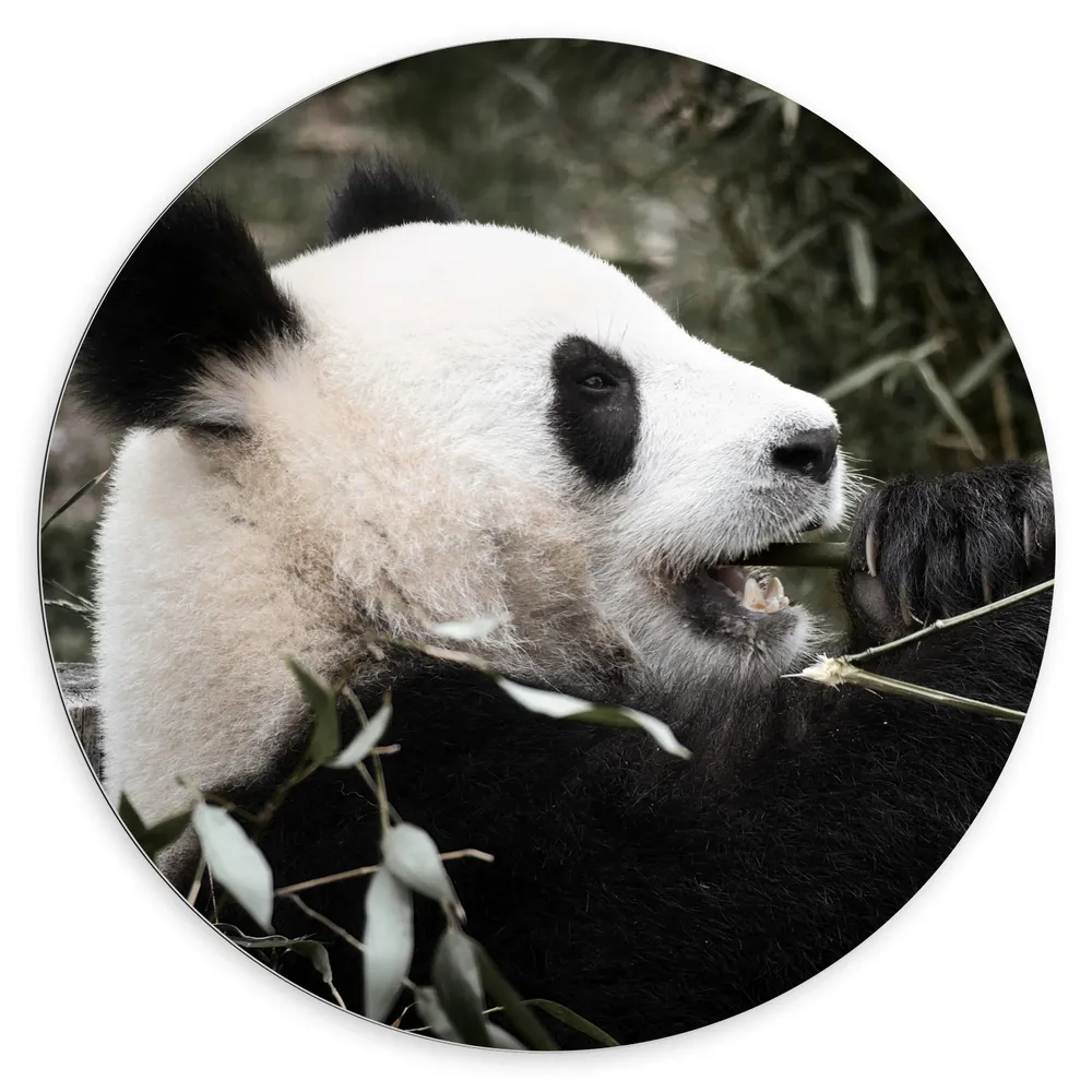 Dibond Muurcirkel - Grote Zwart met Witte Panda tussen de Bamboe